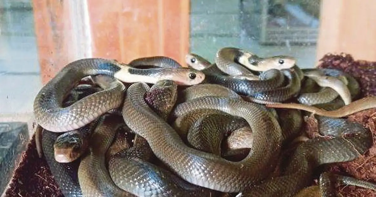 Man in China caught with 100 snakes in trousers | New Straits Times