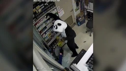 ‘Panda bandits’ arrested for Superior smash and grab burglaries