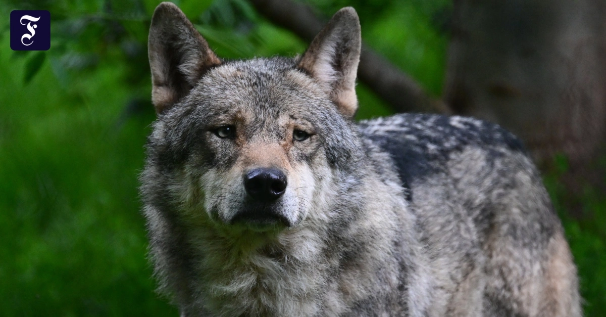 Bundesumweltministerin Lemke fordert mehr Wolfsabschüsse