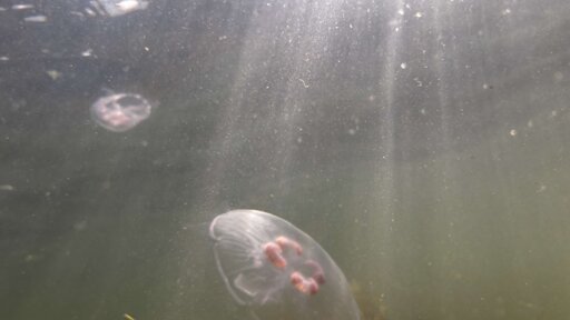 Underwater photo of two jellyfish swiming with rays of sunlight reflecting of the water.