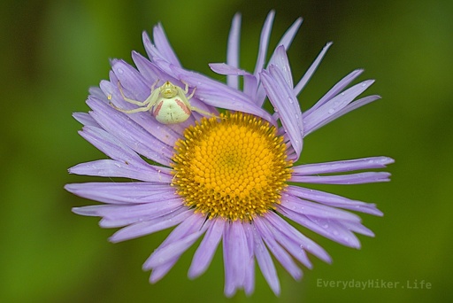 A Goldenrod Crab Spider (aka Flower Spider) waits for a meal on this Aspen daisy.