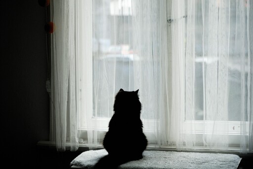 cat, table, window