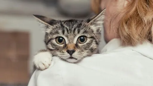 Prozess wegen Tierquälerei in der Schweiz: Katzen haben Recht auf sexuelle Selbstbestimmung