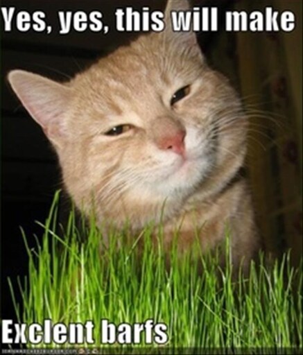 (Orange cat admiring cat grass) Yes, yes, this will make excellent barfs.