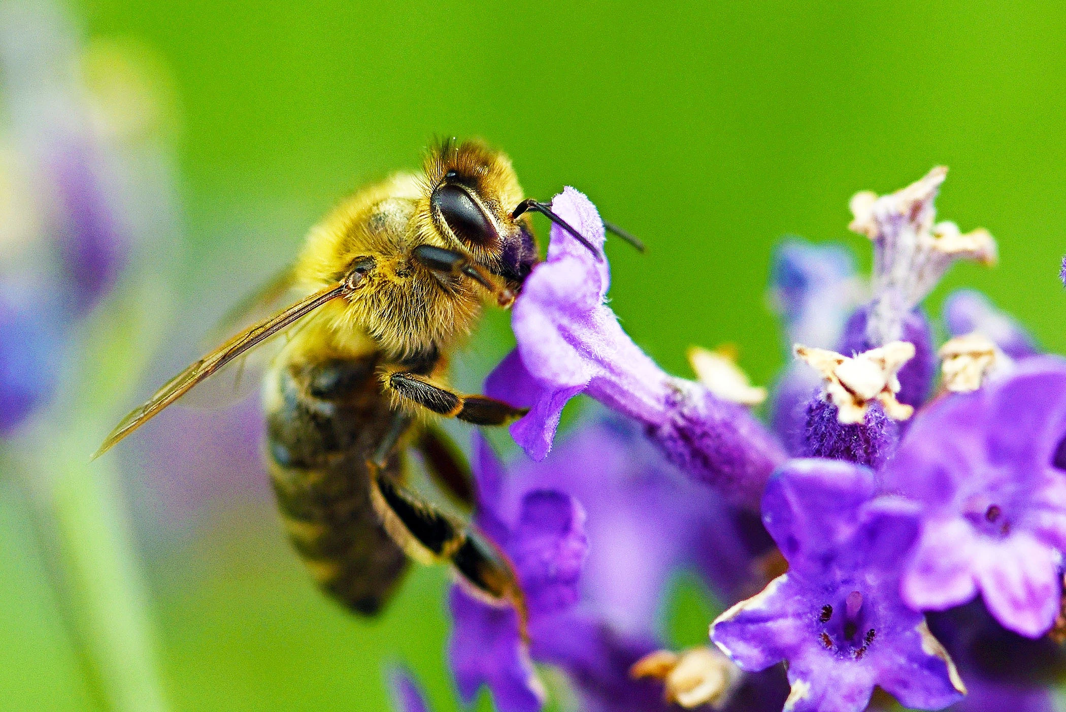 Honey bees are very loyal to their flower patches