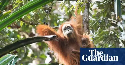 It’s the world’s rarest ape. Now a billion-dollar dig for gold threatens its future