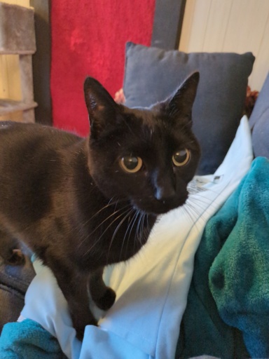 Black cat.