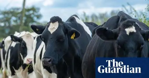 Dairy farmers say worker shortage is threatening UK food security