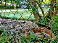 A fawn waiting for its mother, curled up in a garden bed under a bush, behind a fence. You can see the mother out of focus in the background.  