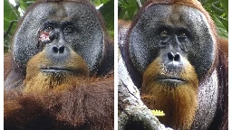 A wild orangutan used a medicinal plant to treat a wound, scientists say