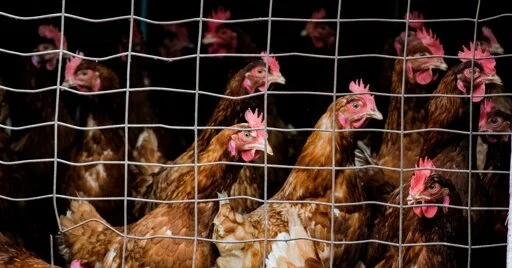 It’s Time to End the Denial About Bird Flu