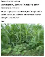 Beans n Corn