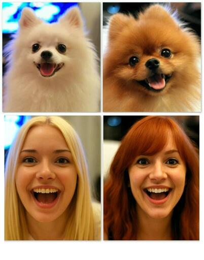 Make my dogs humans