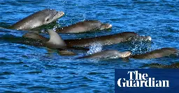 New Zealand broadcaster reprimanded over ‘graphic’ dolphin mating scene