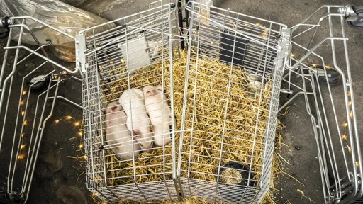 Piglets left to starve as part of a controversial art exhibition in Denmark have been stolen