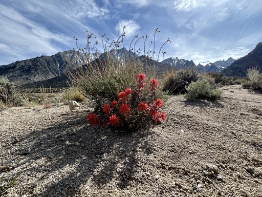 A landscape seen from ground level.  From the top. Patches of blue sky visible behind light clouds. A ribbon of steep jagged mountains runs across the horizon. The mountains are darkening with afternoon shadows, their flanks and summit snow fields still showing white. The lower half consists of desert scrubland, sparse plants giving thin cover on coarse rocky soil. In the center of the image a splash of red from a multi-stemmed, flowering plant. The plant is casting shadows on the ground as the lengthening light falls across the flowers. 