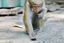 Sri Lankan monkey causes nationwide blackout