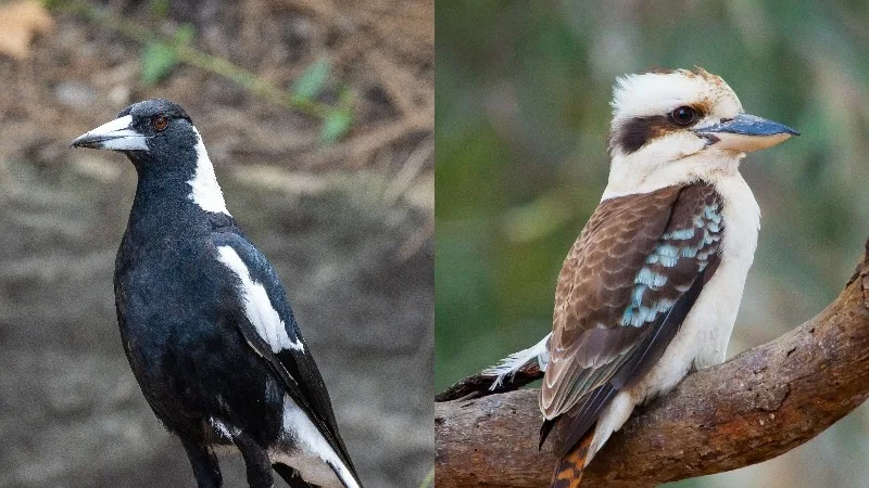 Eight birds, one frog and a very loud insect: These are Australia's top 10 animal sounds. Which one is your favourite?