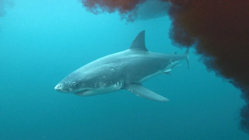 Shark bites off woman's hands as she tries to take a selfie with it