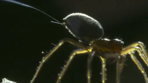 Spiders fly on the currents of Earth's electric field