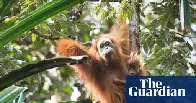 It’s the world’s rarest ape. Now a billion-dollar dig for gold threatens its future