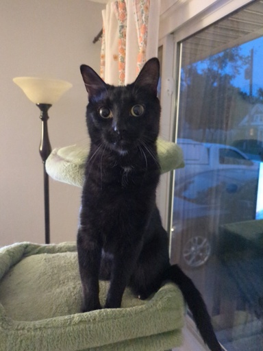 cutest black cat.