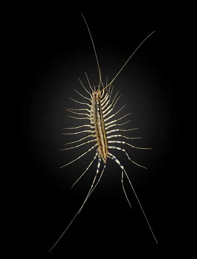 Scutigera coleoptrata - Wikipedia