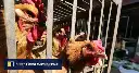 ‘Farmers can’t bear it!’: China’s poultry industry scrambled by falling prices