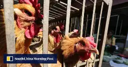 ‘Farmers can’t bear it!’: China’s poultry industry scrambled by falling prices