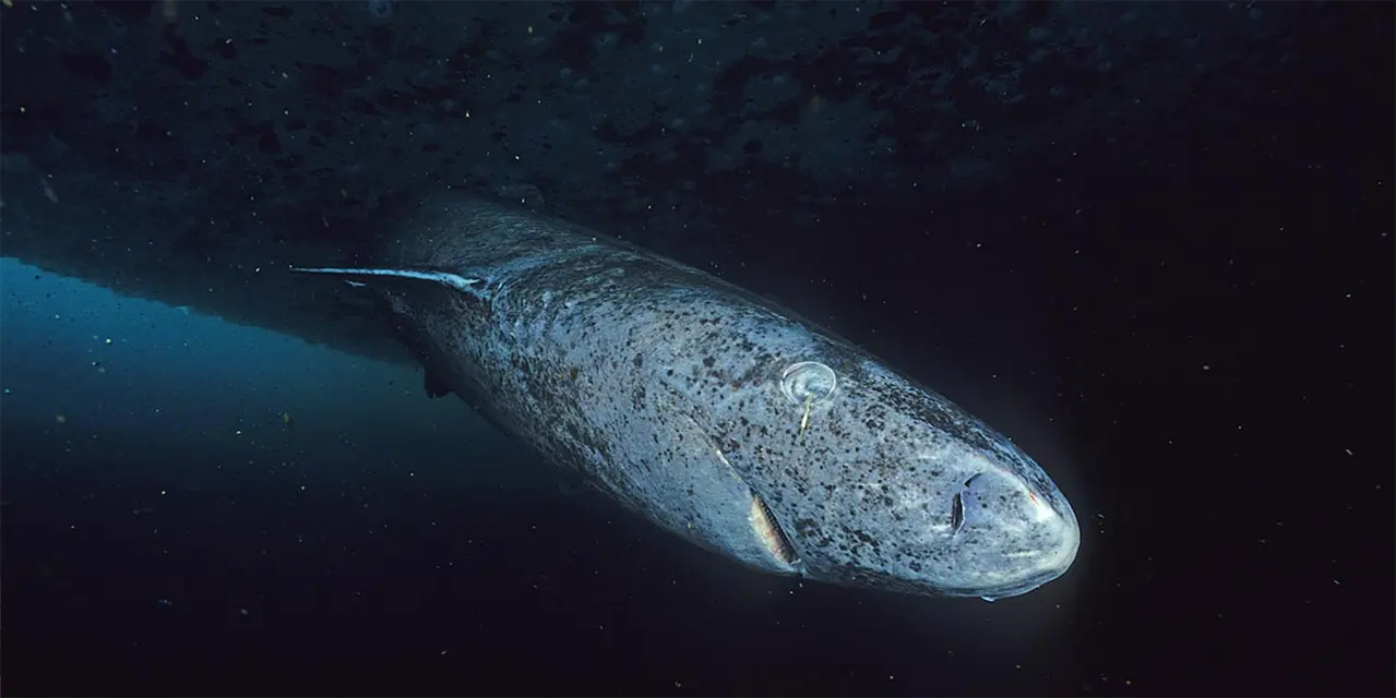 ANCIENT MARINER: The Greenland shark’s slow swim through deep time — and into possible extinction