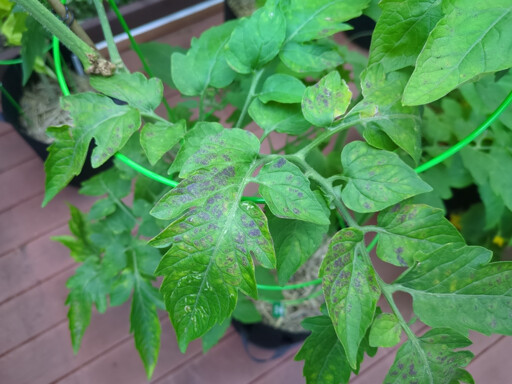 Tomato plants with dark spots on leaves