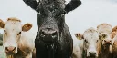 New bird flu variant found in Nevada dairy cows has experts sounding alarms: ‘We have never been closer to a pandemic from this virus’