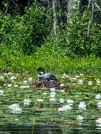 A Loon in the Lake